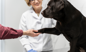 Diplomado en Etología Clínica, Entrenamiento y Vínculo Humano-Animal