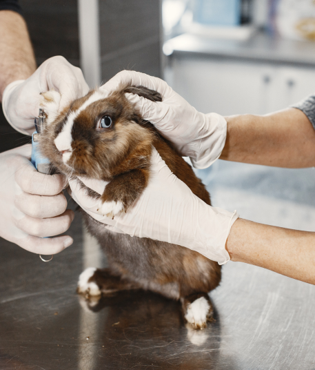 Diplomado Teórico Práctico de Anestesia y Manejo del Dolor en Animales Pequeños